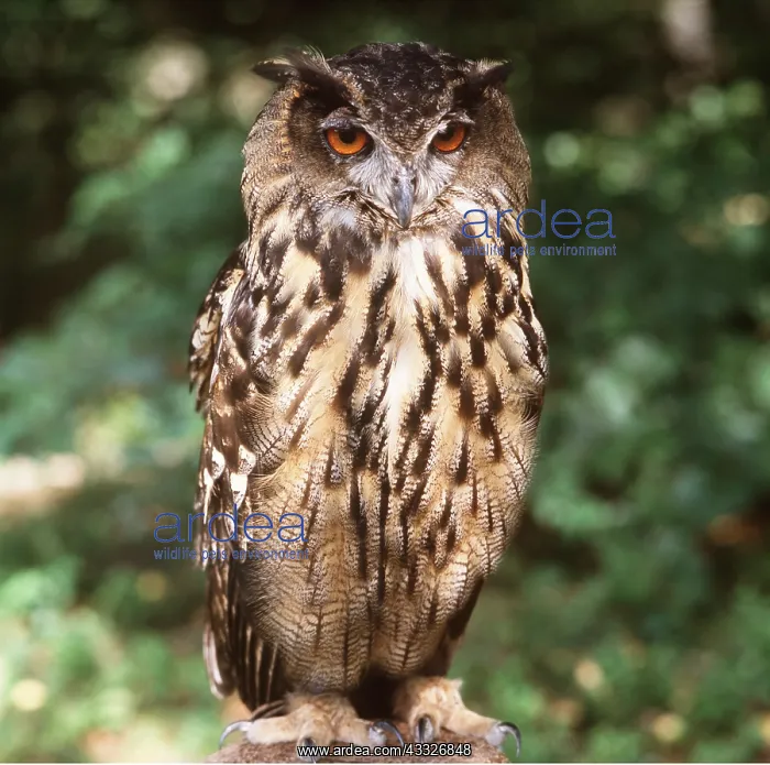 : European / Eurasian Eagle OWL : European / Eurasian Eagle OWL