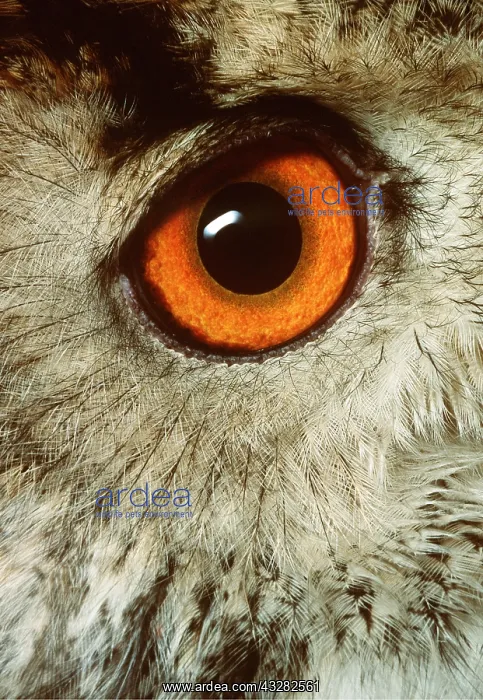 : European / Eurasian Eagle OWL - adult, close-up of eye : European / Eurasian Eagle OWL - adult, close-up of eye