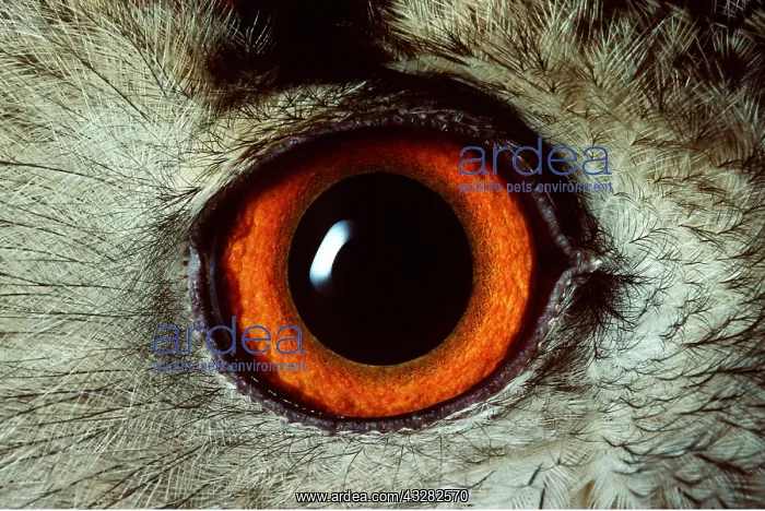 : European / Eurasian Eagle OWL - adult, close-up of eye : European / Eurasian Eagle OWL - adult, close-up of eye