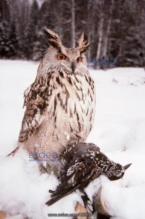 : European / Eurasian Eagle OWL - with dead bird prey : European / Eurasian Eagle OWL - with dead bird prey