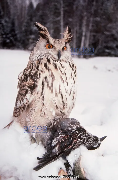 : European / Eurasian Eagle OWL - with dead prey : European / Eurasian Eagle OWL - with dead prey