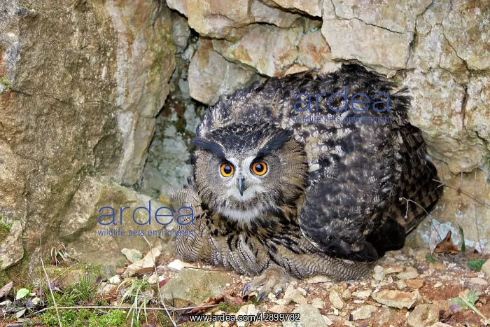 : European / Eurasian Eagle OWL - female : European / Eurasian Eagle OWL - female