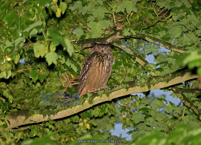 : European / Eurasian Eagle OWL - Perched in tree : European / Eurasian Eagle OWL - Perched in tree