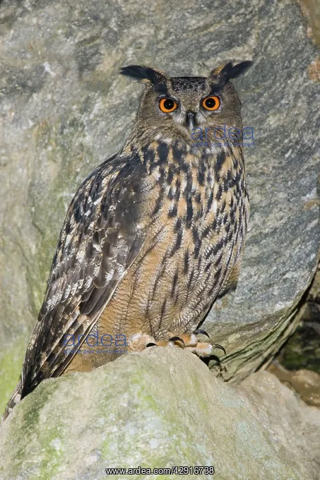 : European / Eurasian Eagle OWL - sitting on boulder : European / Eurasian Eagle OWL - sitting on boulder