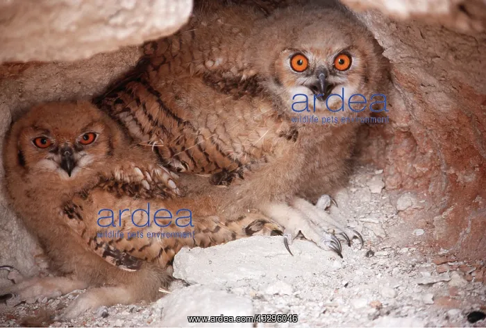 : European / Eurasian Eagle OWL - x two young : European / Eurasian Eagle OWL - x two young