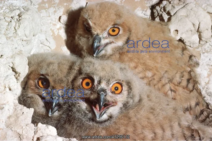 : European / Eurasian Eagle OWL - x three young : European / Eurasian Eagle OWL - x three young