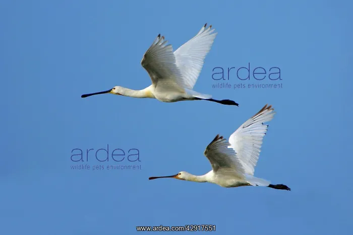 : European  /  Eurasian SPOONBILL - 2 birds in flght