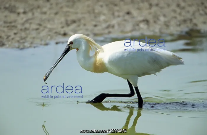 : European / Eurasian SPOONBILL - adult searching : European / Eurasian SPOONBILL - adult searching