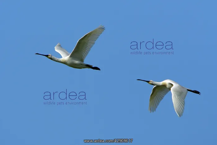 : European / Eurasian SPOONBILL - two birds in flight : European / Eurasian SPOONBILL - two birds in flight