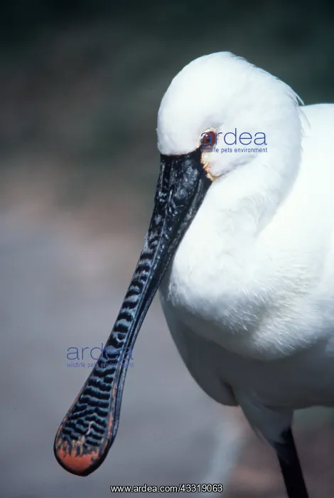 : European / Eurasian SPOONBILL - close-up of head and beak : European / Eurasian SPOONBILL - close-up of head and beak