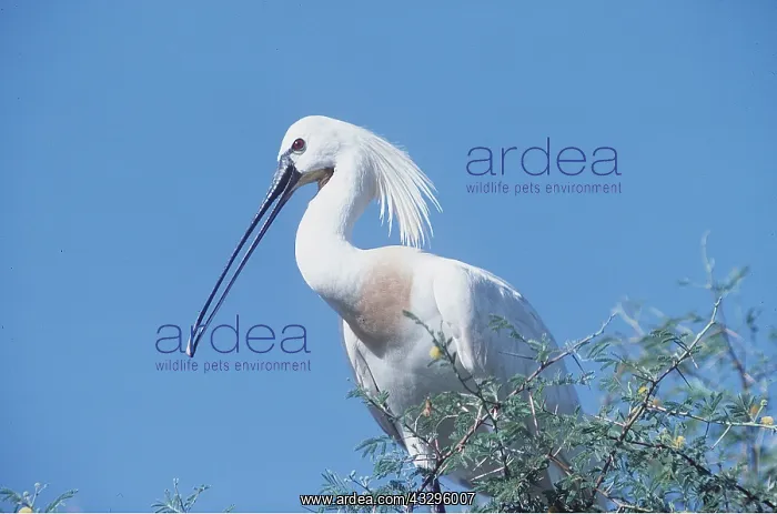 : European / Eurasian SPOONBILL - close-up in tree : European / Eurasian SPOONBILL - close-up in tree