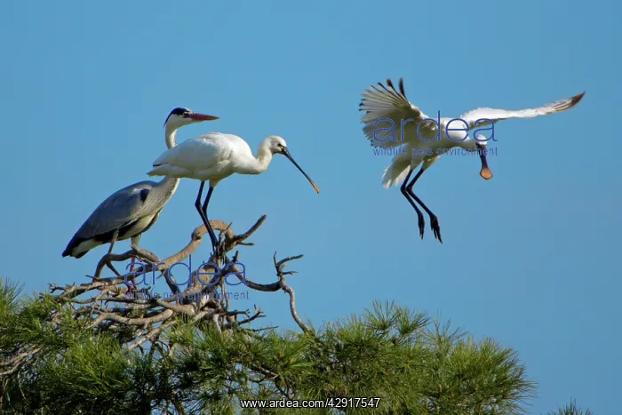 : European / Eurasian SPOONBILL and Grey Heron - : European / Eurasian SPOONBILL and Grey Heron -