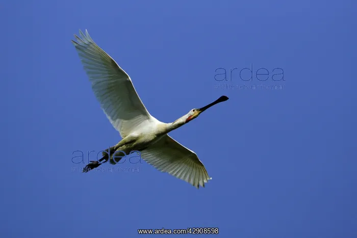 : European / Eurasian SPOONBILL - Mature bird In flight : European / Eurasian SPOONBILL - Mature bird In flight