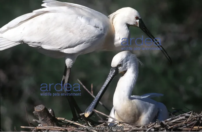 : European / Eurasian SPOONBILL - two on nest : European / Eurasian SPOONBILL - two on nest