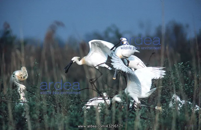 : European / Eurasian SPOONBILL - small group : European / Eurasian SPOONBILL - small group