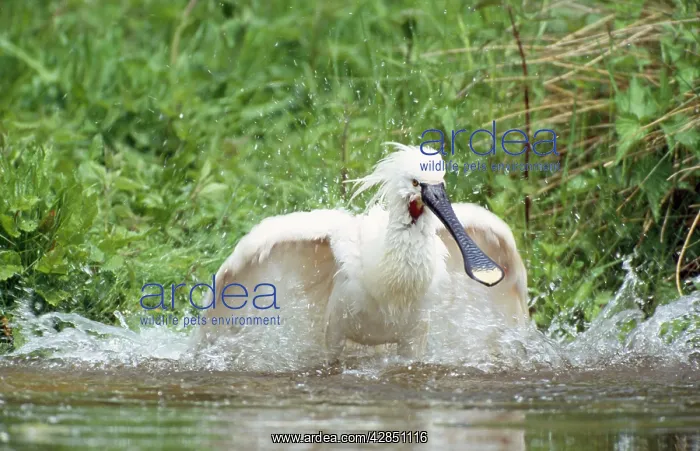 : European / Eurasian SPOONBILL - washing, bathing : European / Eurasian SPOONBILL - washing, bathing