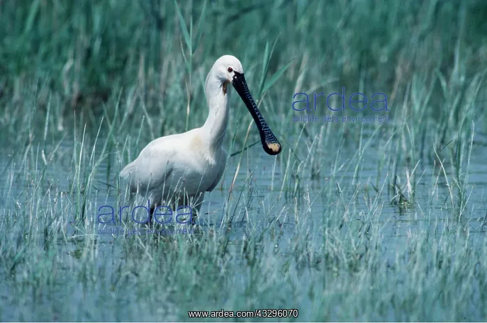: European / Eurasian SPOONBILL - in water : European / Eurasian SPOONBILL - in water