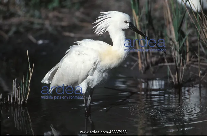 : European / Eurasian SPOONBILL - IN WATER : European / Eurasian SPOONBILL - IN WATER