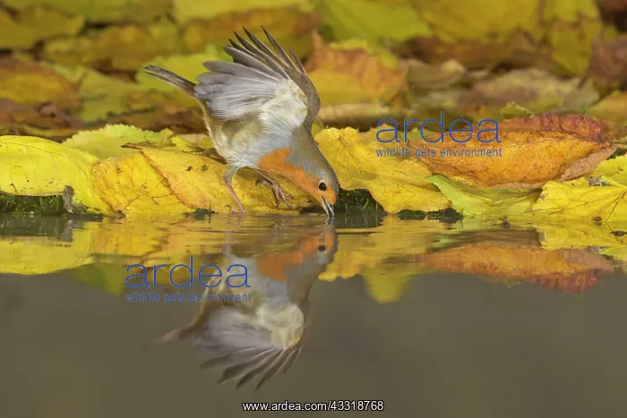 : European european robin (Erithacus rubecula) adult : European european robin (Erithacus rubecula) adult