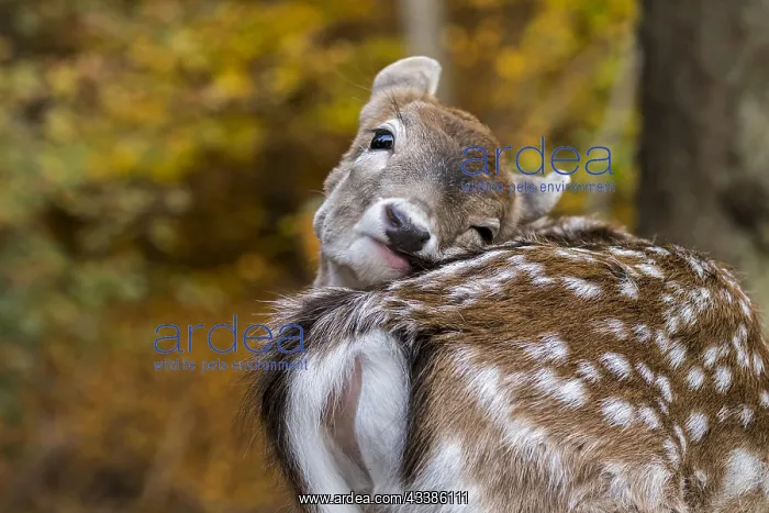 : European fallow deer (Dama dama) close-up of faw : European fallow deer (Dama dama) close-up of faw