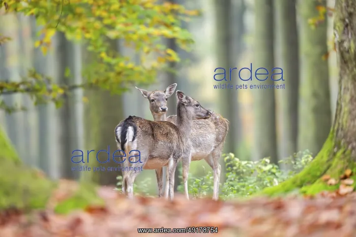 : European fallow deer (dama dama) doe standing in a forest in autumn : European fallow deer (dama dama) doe standing in a forest in autumn