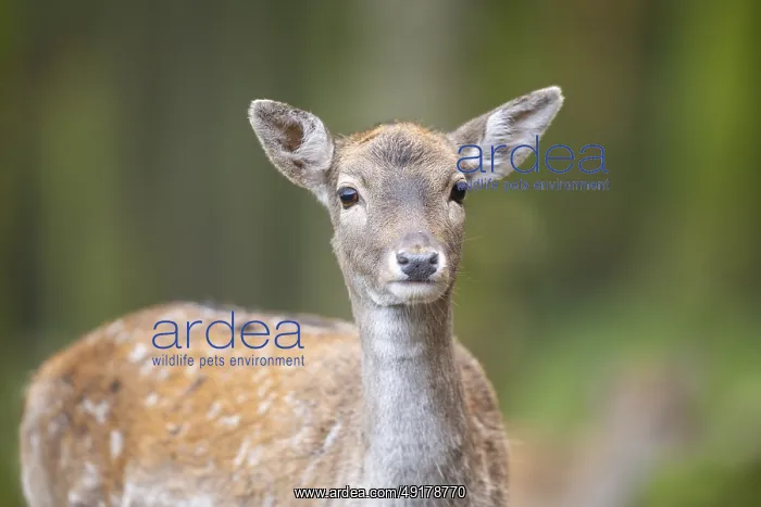 : European fallow deer (dama dama) doe standing in a forest in autumn : European fallow deer (dama dama) doe standing in a forest in autumn
