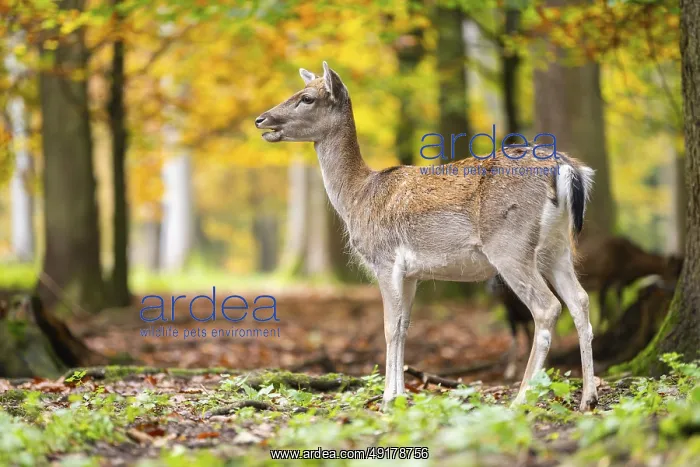 : European fallow deer (dama dama) doe standing in a forest on a foggy day in autumn : European fallow deer (dama dama) doe standing in a forest on a foggy day in autumn