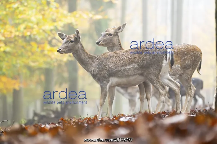 : European fallow deer (dama dama) doe standing in a forest on a foggy day in autumn : European fallow deer (dama dama) doe standing in a forest on a foggy day in autumn