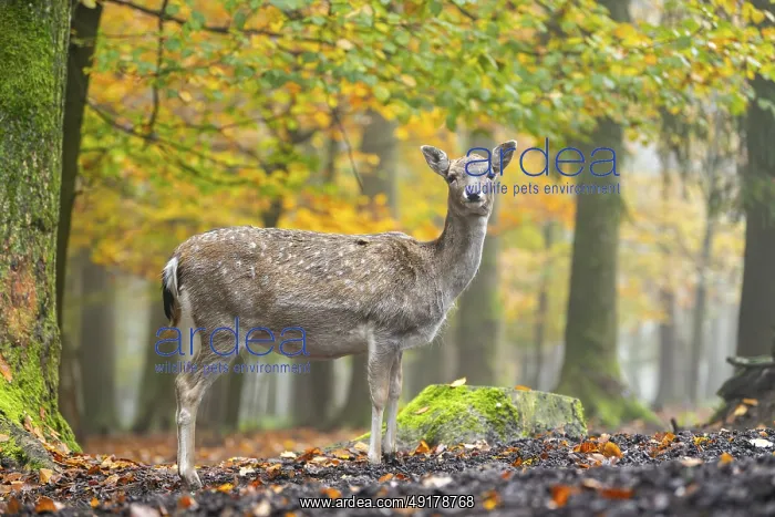 : European fallow deer (dama dama) doe standing in a forest on a foggy day in autumn : European fallow deer (dama dama) doe standing in a forest on a foggy day in autumn