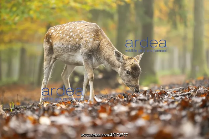 : European fallow deer (dama dama) doe standing in a forest on a foggy day in autumn : European fallow deer (dama dama) doe standing in a forest on a foggy day in autumn
