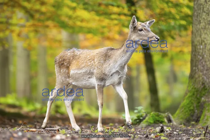 : European fallow deer (dama dama) doe walking in a forest on a foggy day in autumn : European fallow deer (dama dama) doe walking in a forest on a foggy day in autumn