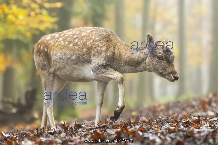 : European fallow deer (dama dama) doe walking in a forest on a foggy day in autumn : European fallow deer (dama dama) doe walking in a forest on a foggy day in autumn