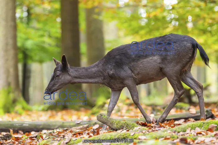 : European fallow deer (dama dama) doe walking in a forest on a foggy day in autumn : European fallow deer (dama dama) doe walking in a forest on a foggy day in autumn