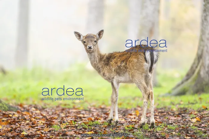 : European fallow deer (dama dama) fawn standing in a forest on a foggy day in autumn : European fallow deer (dama dama) fawn standing in a forest on a foggy day in autumn