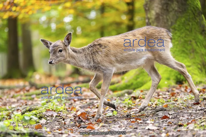: European fallow deer (dama dama) fawn walking in a forest on a foggy day in autumn : European fallow deer (dama dama) fawn walking in a forest on a foggy day in autumn