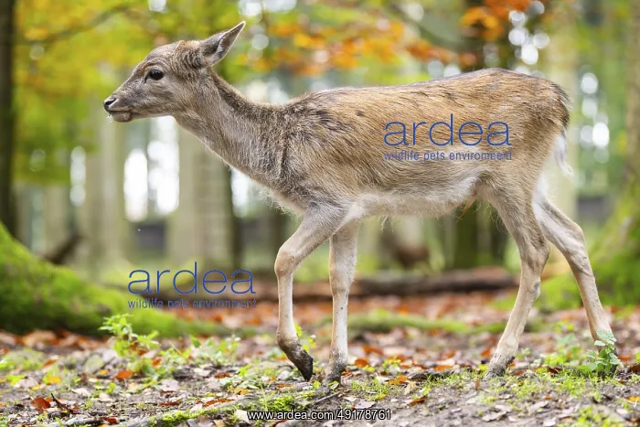 : European fallow deer (dama dama) fawn walking in a forest on a foggy day in autumn : European fallow deer (dama dama) fawn walking in a forest on a foggy day in autumn