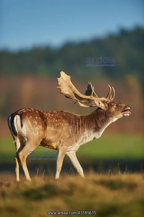 : European fallow deer (dama dama) on a meadow in : European fallow deer (dama dama) on a meadow in