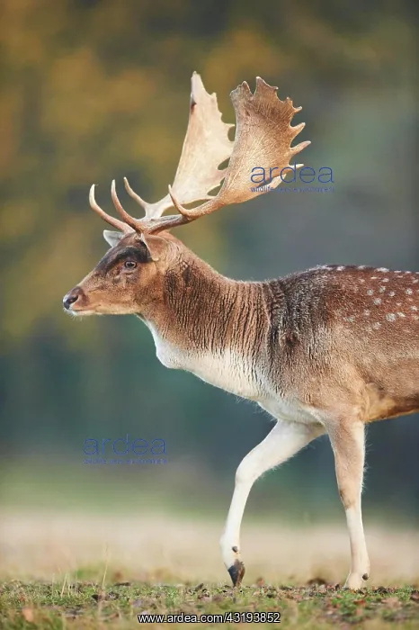 : European fallow deer (dama dama) on a meadow in : European fallow deer (dama dama) on a meadow in