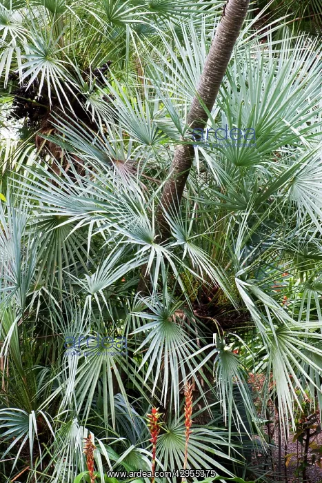 : European Fan Palm - Botanical Gardens : European Fan Palm - Botanical Gardens
