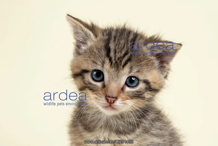 : European (Felis silvestris), young animal, animal : European (Felis silvestris), young animal, animal