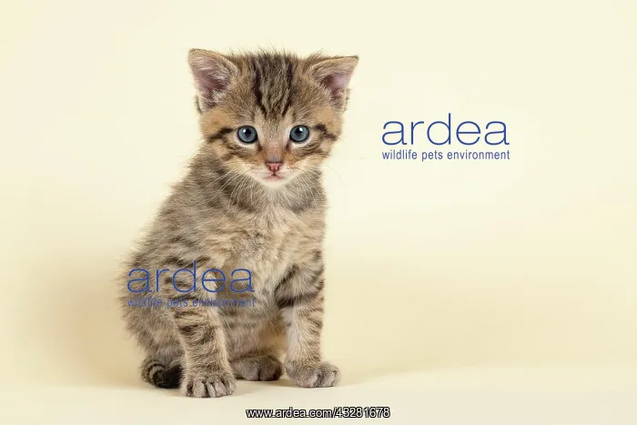 : European (Felis silvestris), young animal, sitting : European (Felis silvestris), young animal, sitting