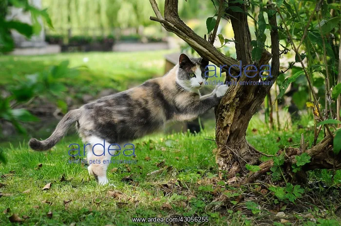  : European female Cat doing its claws on a shrub France