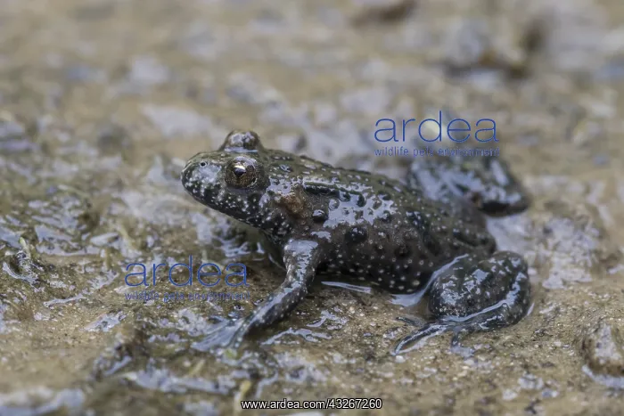: European Fire-bellied Toad - adult toad - Germany : European Fire-bellied Toad - adult toad - Germany