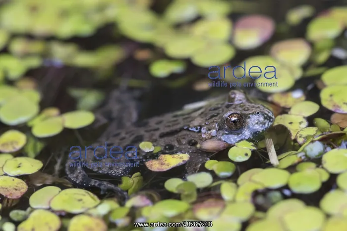 : European Fire-bellied Toad - adult toad - Germany : European Fire-bellied Toad - adult toad - Germany