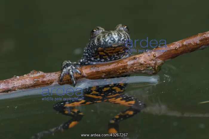 : European Fire-bellied Toad - adult toad showing : European Fire-bellied Toad - adult toad showing