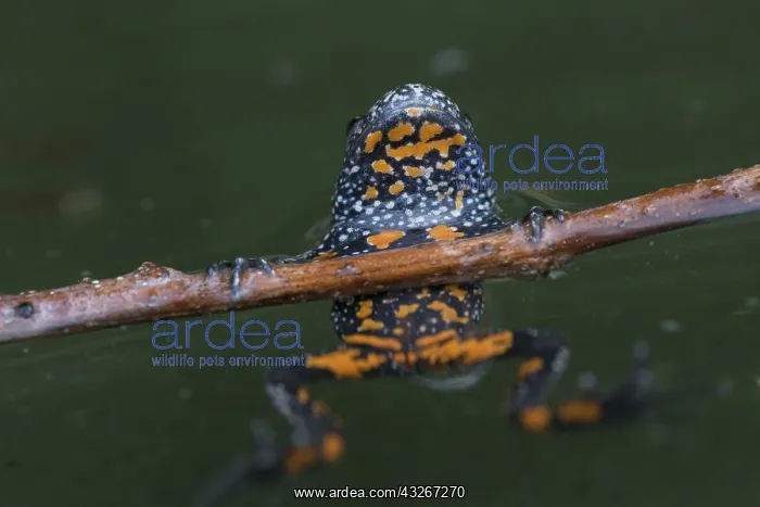 : European Fire-bellied Toad - adult toad showing : European Fire-bellied Toad - adult toad showing