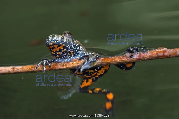 : European fire-bellied toad (Bombina bombina) in : European fire-bellied toad (Bombina bombina) in