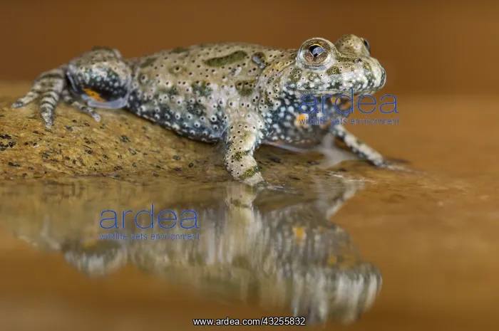 : European Fire-bellied Toad (Bombina bombina), H : European Fire-bellied Toad (Bombina bombina), H