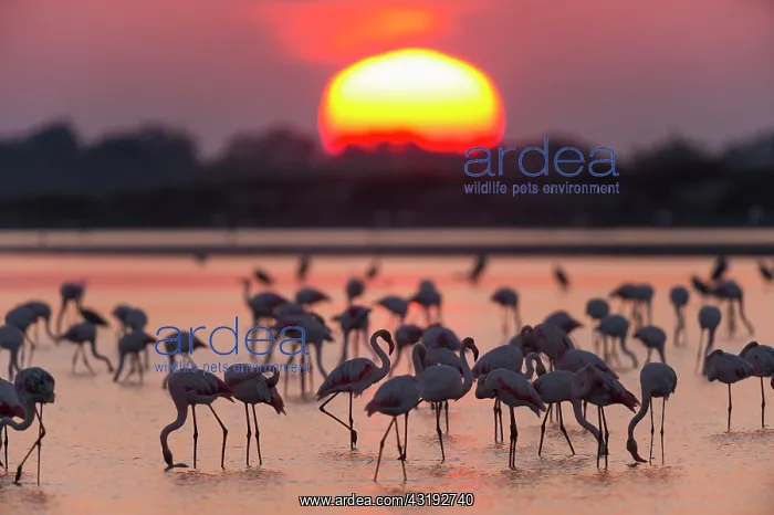 : European Flamingo (Phoenicopterus roseus), Great : European Flamingo (Phoenicopterus roseus), Great