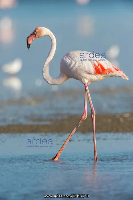 : European Flamingo (Phoenicopterus roseus), Great : European Flamingo (Phoenicopterus roseus), Great